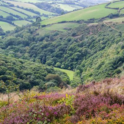 typical Exmoor valley