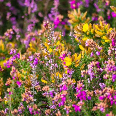 Exmoor fauna