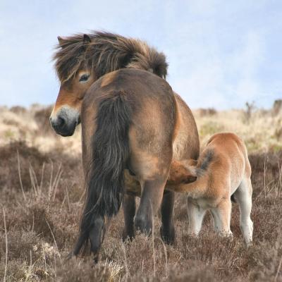 Exmoor pony and foal