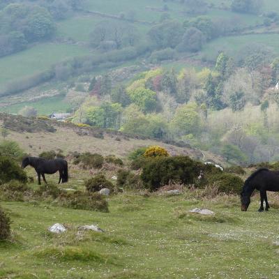 ponies grazing on Exmoor