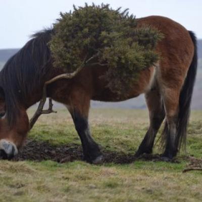 Exmoor pony