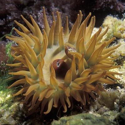 Ilfracombe Aquarium