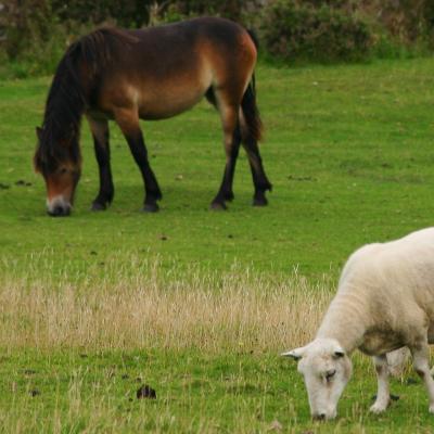 Exmoor pony and sheep grazing